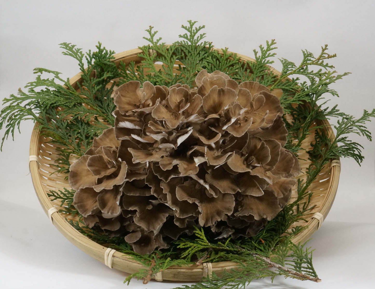 【特選】採れたてそのまま 株ごと舞茸800g【産地直送】 まいたけ800g 2~3株 下松こだわりの逸品