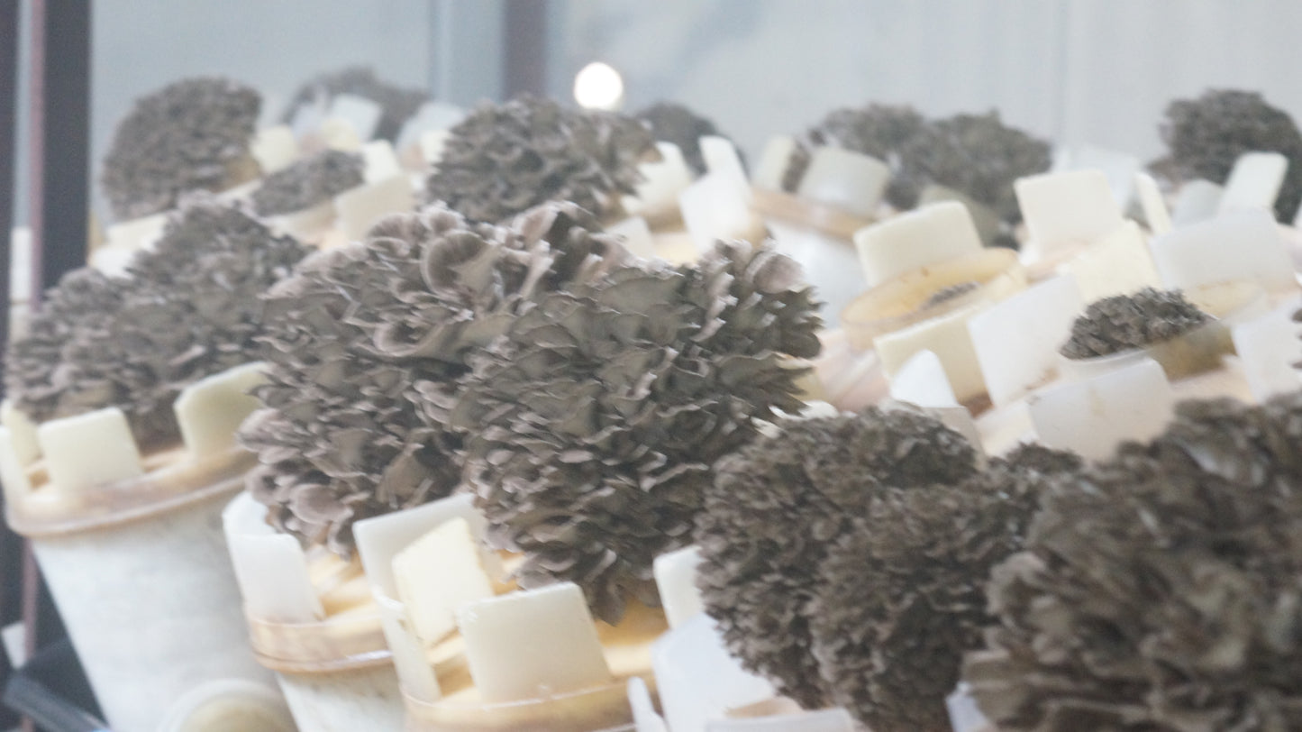 【特選】採れたてそのまま 株ごと舞茸800g【産地直送】 まいたけ800g 2~3株 下松こだわりの逸品