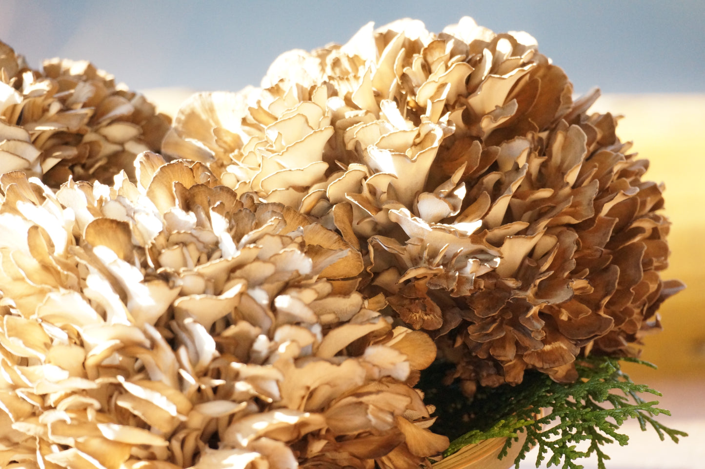 【特選】採れたてそのまま 株ごと舞茸800g【産地直送】 まいたけ800g 2~3株 下松こだわりの逸品